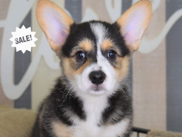 Pembroke Welsh Corgi-DOG-Female-Black and Tan-3242-Petland Lee's Summit, MO