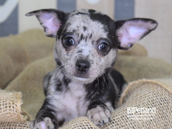 Chihuahua-DOG-Female-Blue Merle-3359-Petland Lee's Summit, MO