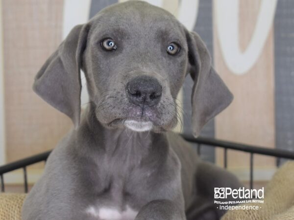 Great Dane-DOG-Female-Blue-3360-Petland Lee's Summit, MO