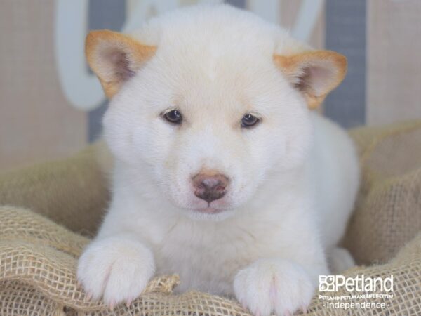 Shiba Inu-DOG-Male-White-3365-Petland Lee's Summit, MO