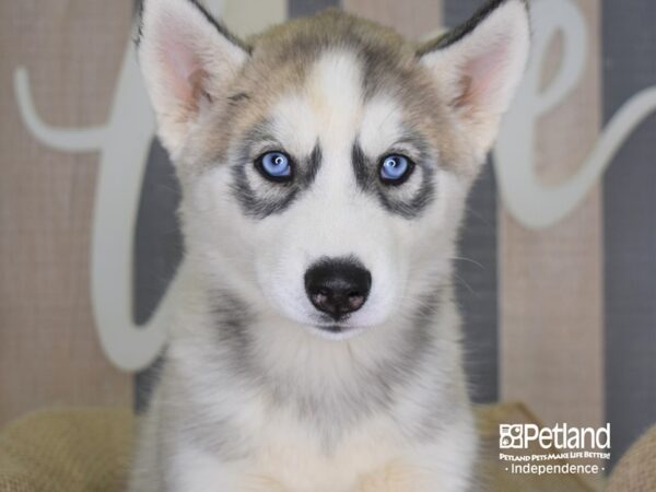 Siberian Husky-DOG-Female-Silver and White-3366-Petland Lee's Summit, MO