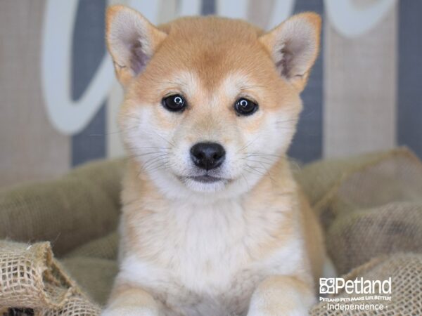 Shiba Inu-DOG-Female-Red Sesame-3364-Petland Lee's Summit, MO