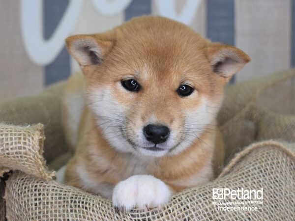 Shiba Inu-DOG-Female-Red Sesame-3362-Petland Lee's Summit, MO