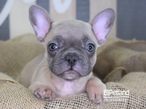 French Bulldog-DOG-Female-Blue Fawn-3361-Petland Lee's Summit, MO