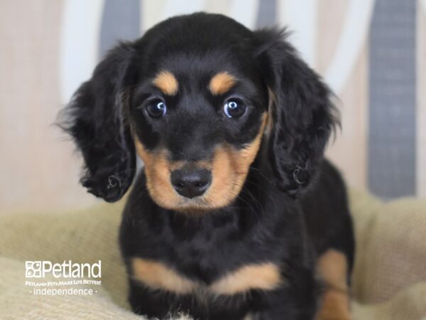 Dachshund-DOG-Female-Black and Tan-3367-Petland Lee's Summit, MO