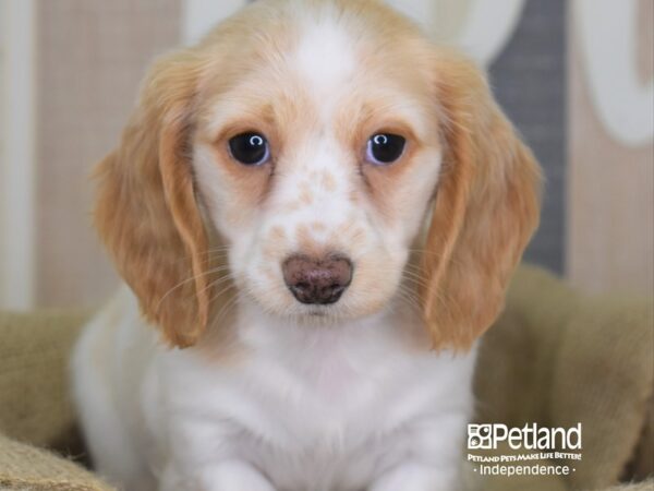Dachshund-DOG-Female-White and Cream-3368-Petland Lee's Summit, MO
