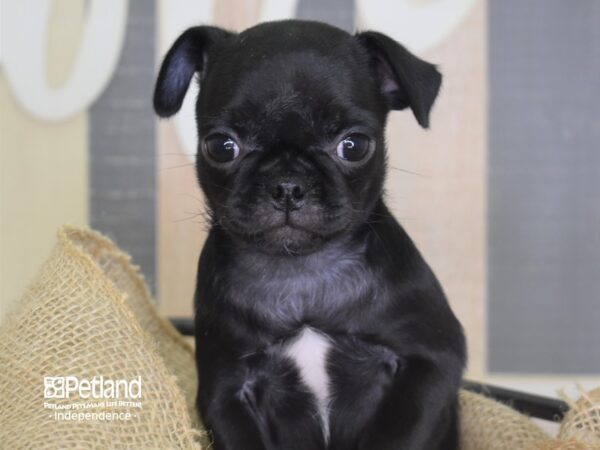 Pug-DOG-Female-Black-3388-Petland Lee's Summit, MO