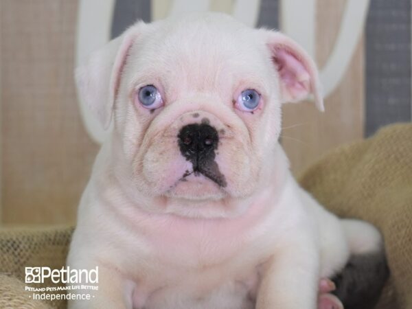 Miniature Bulldog-DOG-Male-Blue Merle-3389-Petland Lee's Summit, MO