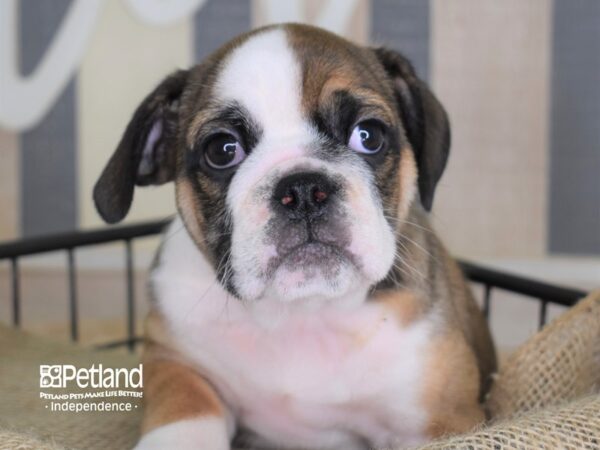 Miniature Bulldog-DOG-Female-Sable and White-3374-Petland Lee's Summit, MO
