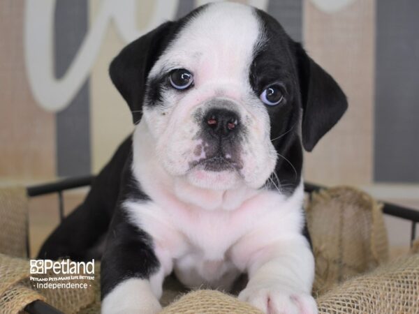 Miniature Bulldog-DOG-Male-Black and White-3390-Petland Lee's Summit, MO
