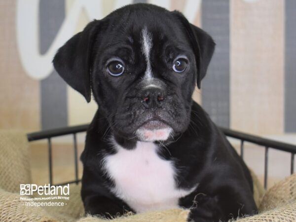 Miniature Bulldog-DOG-Male-Black and White-3373-Petland Lee's Summit, MO