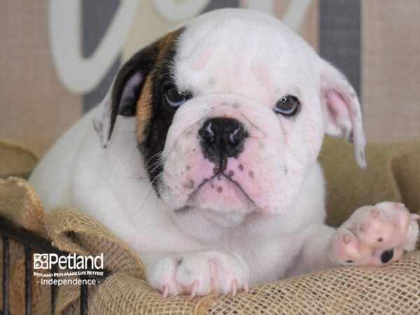 English Bulldog-DOG-Male-White-3371-Petland Lee's Summit, MO