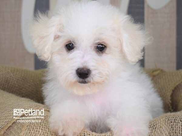 Bichon Poo-DOG-Female-White-3382-Petland Lee's Summit, MO