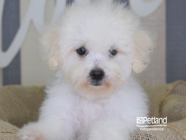 Bichon Poo-DOG-Male-White-3381-Petland Lee's Summit, MO