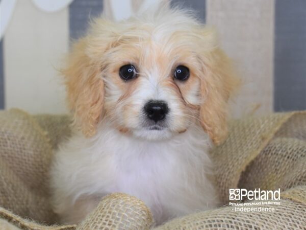 Cavachon-DOG-Male-Tan-3383-Petland Lee's Summit, MO