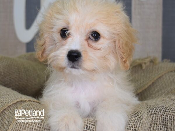 Cavachon-DOG-Female-Tan-3384-Petland Lee's Summit, MO