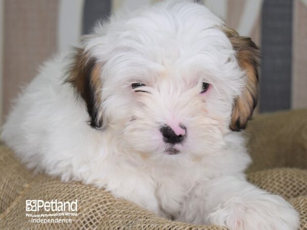 Shih Poo-DOG-Male-White-3377-Petland Lee's Summit, MO