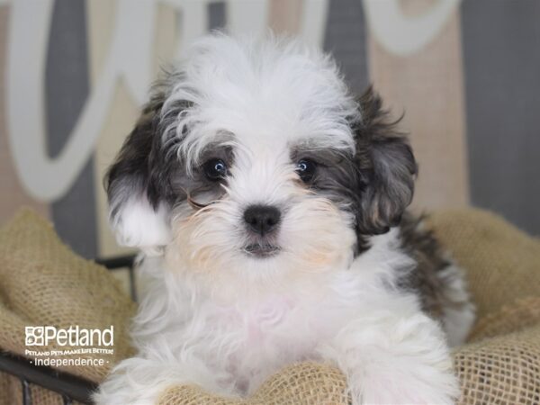 Shih Poo-DOG-Female-Tri-Color-3387-Petland Lee's Summit, MO