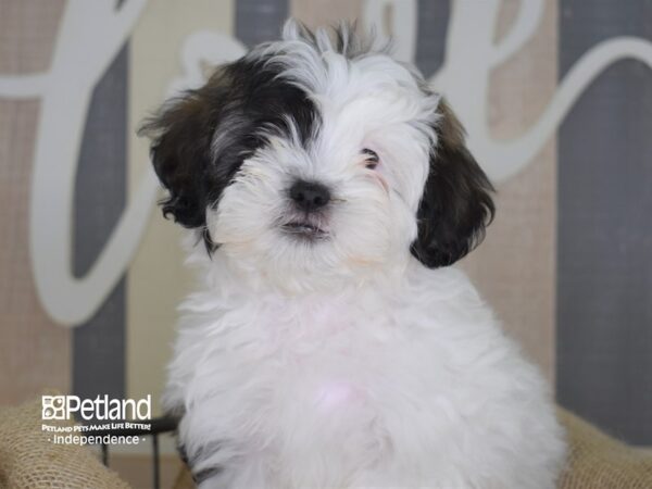 Shih Poo-DOG-Male-White-3386-Petland Lee's Summit, MO