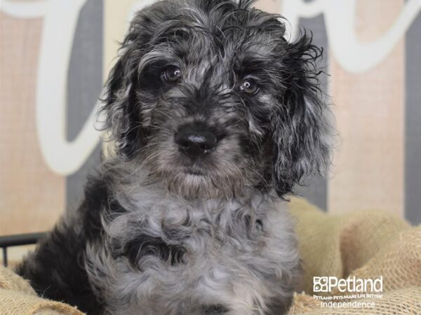 Standard Goldendoodle-DOG-Female-Blue Merle-3380-Petland Lee's Summit, MO
