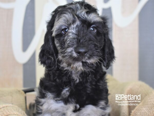 Standard Goldendoodle-DOG-Male-Blue Merle-3379-Petland Lee's Summit, MO