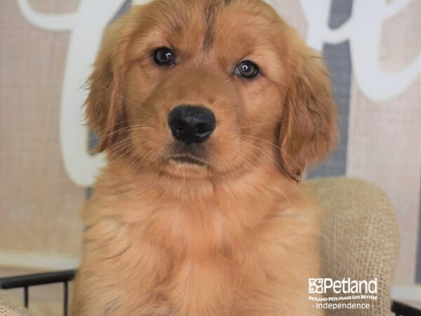 Golden Retriever-DOG-Female-Dark Golden-3370-Petland Lee's Summit, MO
