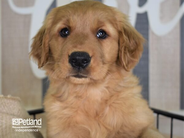 Golden Retriever-DOG-Female-Dark Golden-3369-Petland Lee's Summit, MO