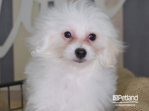 Pom-A-Poo-DOG-Male-White-3375-Petland Lee's Summit, MO
