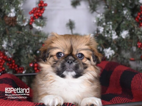 Pekingese-DOG-Female-Gold Parti-3415-Petland Lee's Summit, MO
