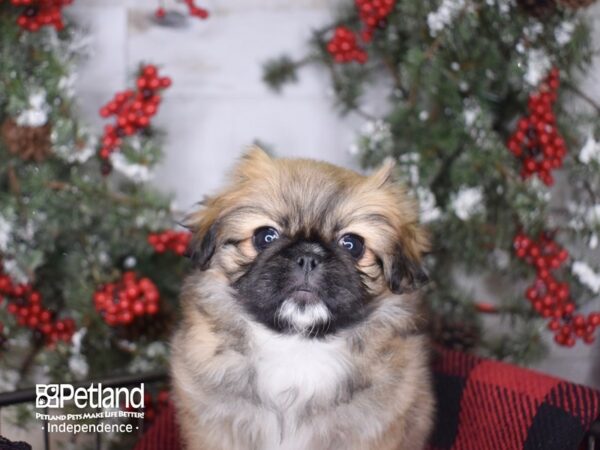 Pekingese-DOG-Female-Sable Parti-3416-Petland Lee's Summit, MO