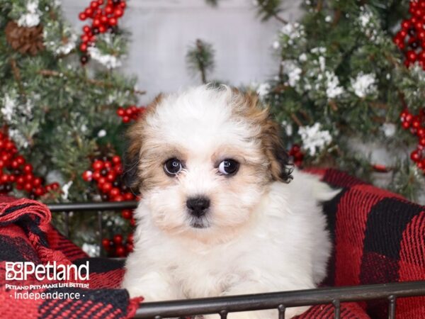 Teddy Bear-DOG-Female-Gold and White-3410-Petland Lee's Summit, MO