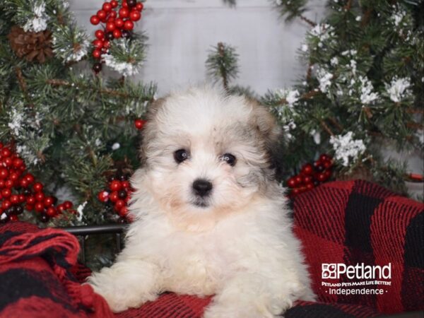 Teddy Bear-DOG-Female-Gold and White-3411-Petland Lee's Summit, MO