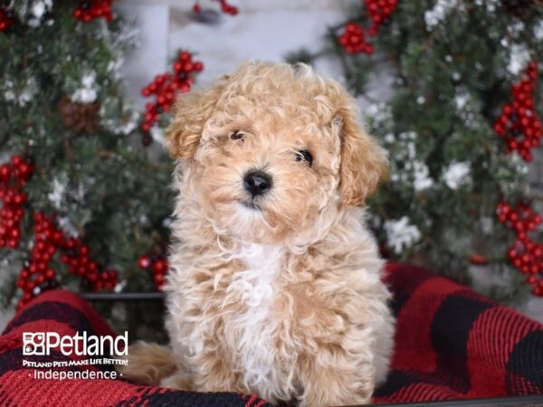 Bichon Poo-DOG-Female-Apricot-3418-Petland Lee's Summit, MO