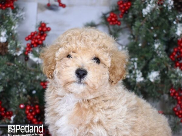 Bichon Poo-DOG-Male-Apricot-3417-Petland Lee's Summit, MO