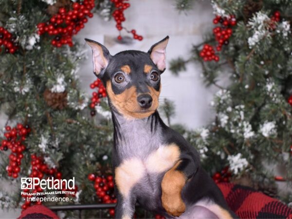 Miniature Pinscher-DOG-Male-Black and Rust-3412-Petland Lee's Summit, MO