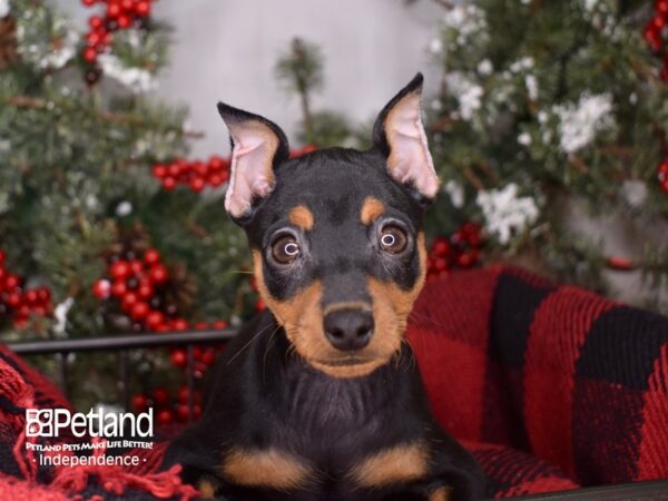 Miniature Pinscher-DOG-Female-Black and Rust-3413-Petland Lee's Summit, MO