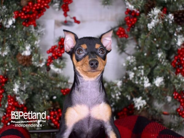 Miniature Pinscher-DOG-Female-Black and Rust-3414-Petland Lee's Summit, MO