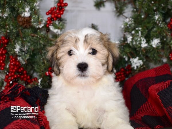 Teddy Bear-DOG-Male-Gold and White-3407-Petland Lee's Summit, MO
