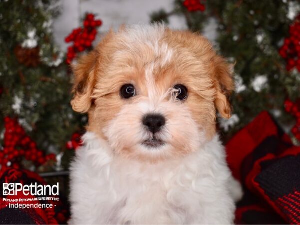 Teddy Bear-DOG-Female-Gold and White-3409-Petland Lee's Summit, MO