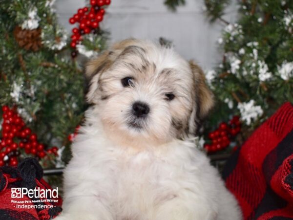 Teddy Bear-DOG-Male-Gold and White-3406-Petland Lee's Summit, MO