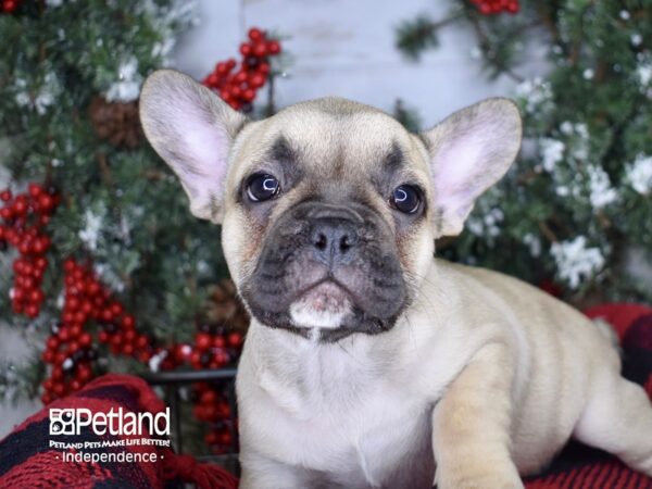 French Bulldog-DOG-Female-Chocolate Fawn-3399-Petland Lee's Summit, MO
