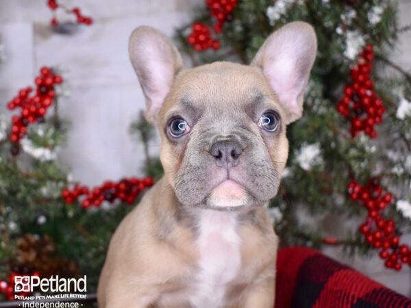 French Bulldog-DOG-Female-Blue Fawn-3398-Petland Lee's Summit, MO