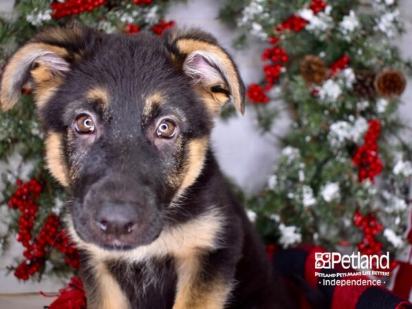 German Shepherd-DOG-Female-Black and Tan-3404-Petland Lee's Summit, MO