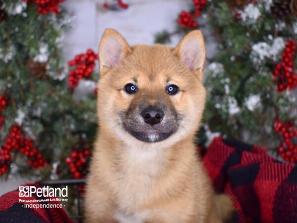 Shiba Inu-DOG-Male-Red Sesame-3395-Petland Lee's Summit, MO