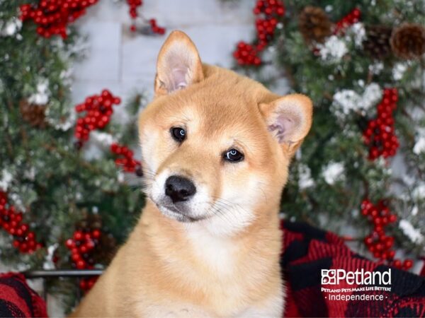 Shiba Inu-DOG-Male-Red Sesame-3394-Petland Lee's Summit, MO