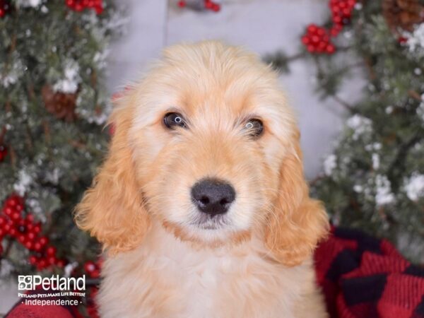 Goldendoodle-DOG-Female-Apricot-3393-Petland Lee's Summit, MO