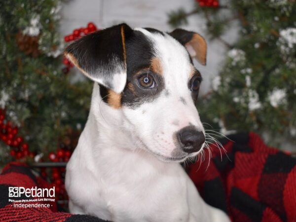 Jack Russell Terrier-DOG-Male-White and Brown-3403-Petland Lee's Summit, MO