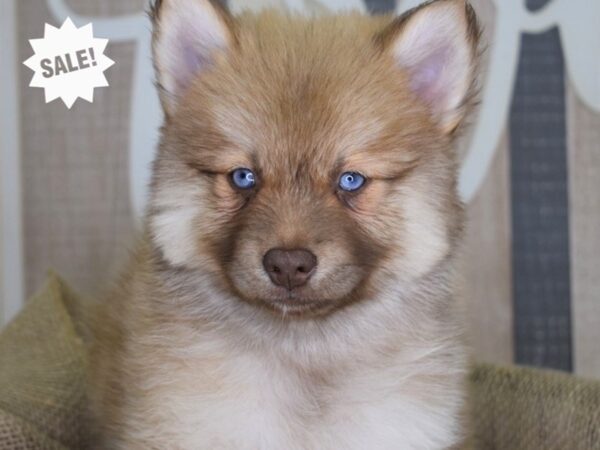 Pomsky-DOG---3223-Petland Lee's Summit, MO