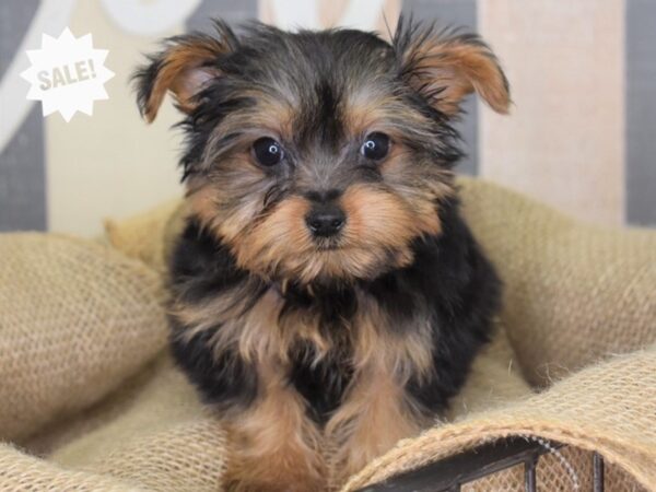 Yorkshire Terrier-DOG-Male-Black and Tan-3245-Petland Lee's Summit, MO