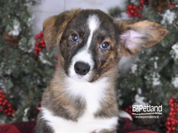 Cardigan Welsh Corgi-DOG-Male-Brindle-3342-Petland Lee's Summit, MO